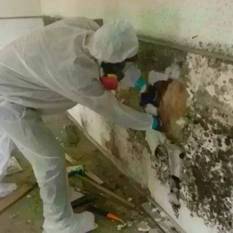 Mold Remediation and Removal in Burton, SC